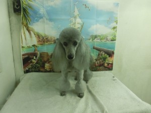 CIMG0036