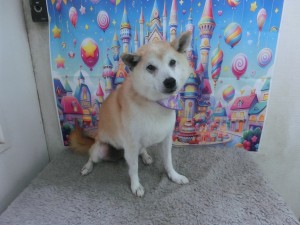 CIMG0068