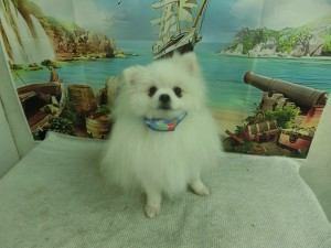 CIMG0133