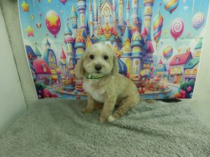 CIMG0178