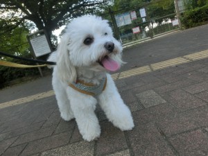 CIMG0239