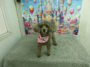 CIMG0239