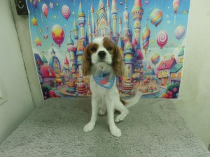 CIMG0248