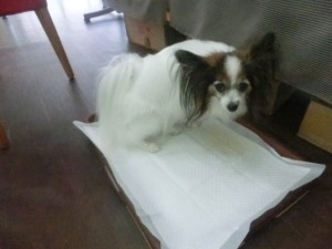 CIMG0291