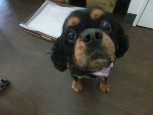 CIMG0295