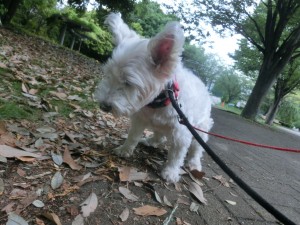 CIMG0511
