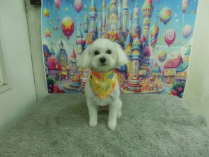 CIMG0531