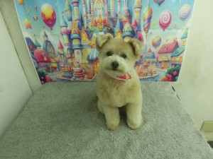 CIMG0537