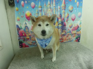 CIMG0555