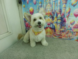 CIMG0667