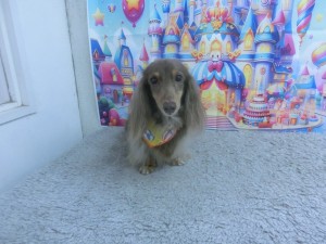 CIMG0703